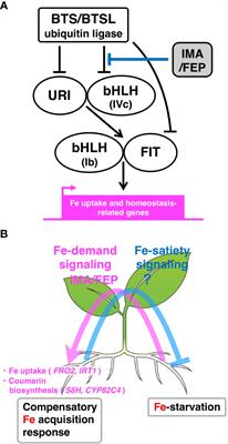 Regulation of the iron-deficiency response by IMA/FEP peptide